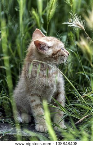 Young beautiful red cat exploring the countryside