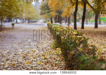 Autumn park with yellow leaves. Bright autumn