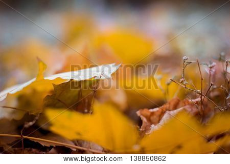 Autumn Park. Yellow leaves lie on the ground