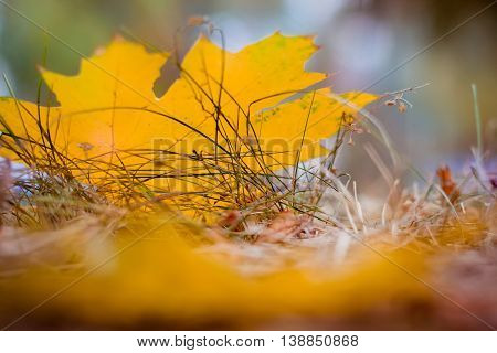 Autumn Park. Yellow leaves lie on the ground