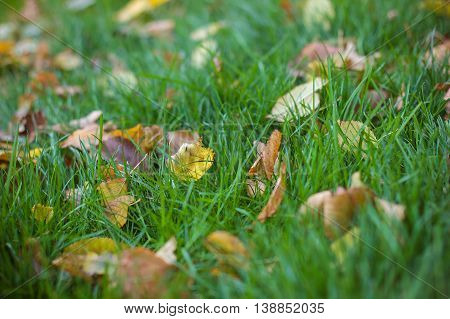 Autumn Park. Yellow leaves lie on the ground