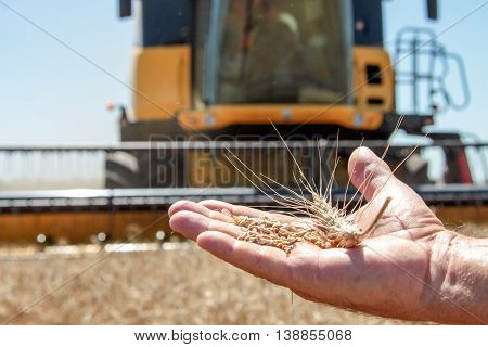Wheat spikelet lie on male palm against the background of the harvester in sunny summer day closeup
