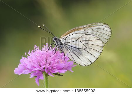 Female of Black-veined White butterfly on the pink flower