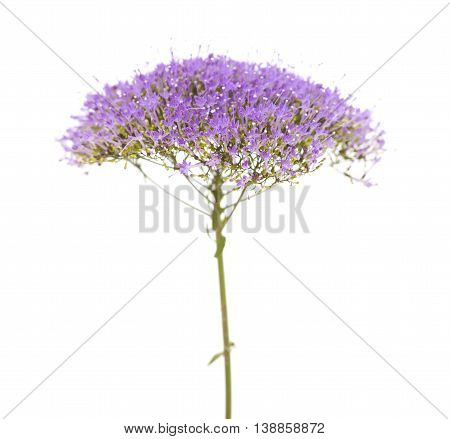 Light Purple Pentas Flowers Isolated On White