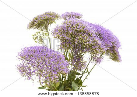 Light Purple Pentas Flowers Isolated On White