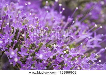 Light Purple Pentas Flowers