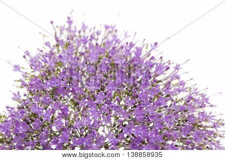 Light Purple Pentas Flowers