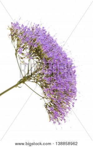 Light Purple Pentas Flowers Isolated On White