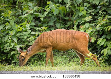 Wild deer finding some food on grass floor. It walked in front of green tree in tropical forest of Thailand.