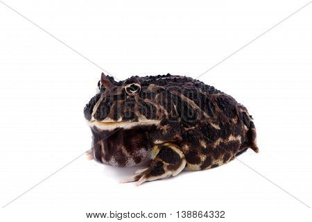 The Argentine horned frog, Ceratophrys ornata, isolated on white background