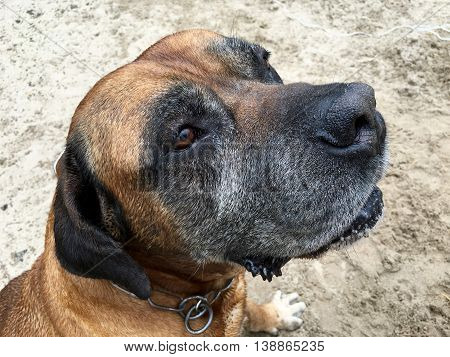 Portrait from a Boerboel, south african mastiff