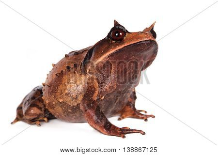 Annam spadefoot toad, brachytarsophrys intermedia, isolated on white background
