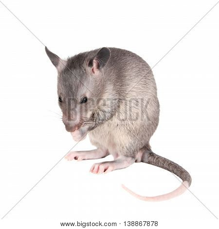 Gambian pouched rat cub, Cricetomys gambianus, isolated on white background