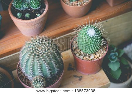 Little cactus plant in the flower pot. Various cactus plants. cactus plants in retro effect image.(selective focus)