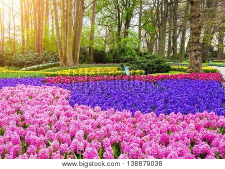 Beautiful blooming flowers at sunset in Keukenhof park in Netherlands. Tulips and hyacinths with trees. Nature background