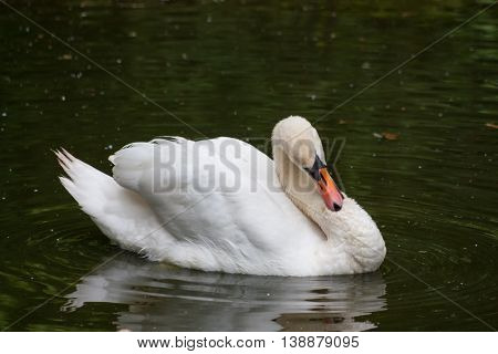 Swan makes bathing ritual at lunchtime a hot summer day.