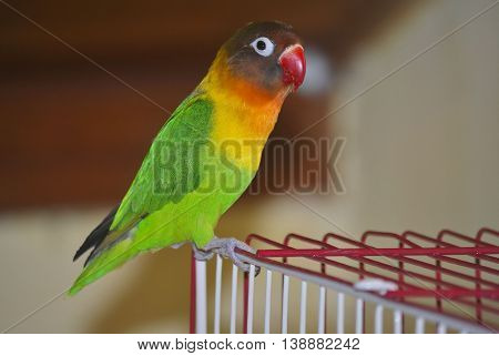 Masked lovebird or Agapornis personatus sitting on the cage.