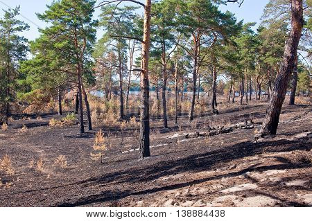 Consequences of grassroots wildfire in the pine forest.