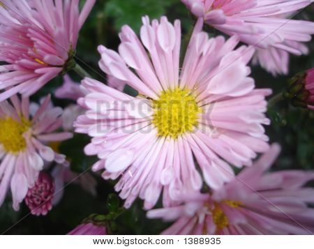 Fleurs de printemps
