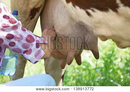 Woman milking a cow