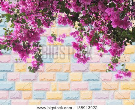Pink Bougainvillea flower on colorful pastel brick wall background