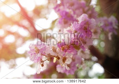Purple and white Lythraceae or Lagerstroemia floribunda Jack flower on blurred background with fill light effect in composition.