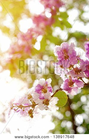 Purple and white Lythraceae or Lagerstroemia floribunda Jack flower on blurred background with fill light effect in composition.