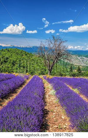Lavender Field In Provence, Near The Sault Town In France