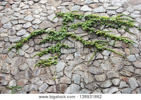 stone masonry wall from old dilapidated shabby rubble with green climbing plant foreground closeup in Crimea