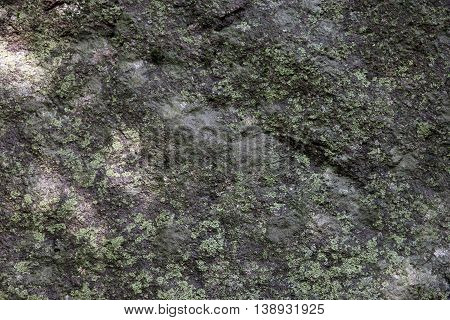 texture of surface of big wild natural grey stone diabase with green patina and moss and lichen foreground closeup in Crimea