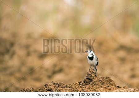 White Wagtail in a farm in Bahrain