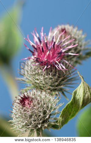 Burdock flowers on a blue dackground macro