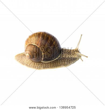 big brown snail goes away isolated on white background