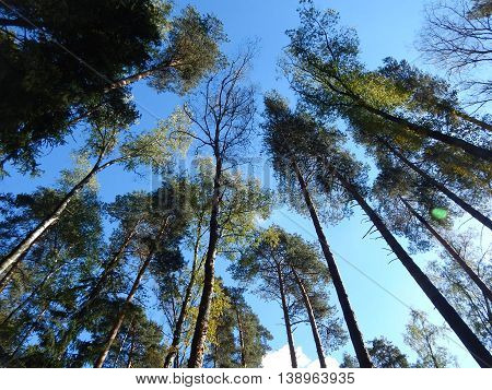 Moscow forest teers Russia summer blue sky