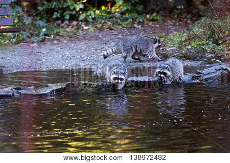 raccoon hunting at water side in Vancouver Canada