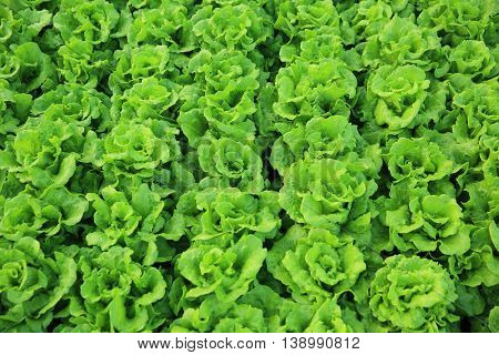 green lettuce crops in growth at vegetable garden