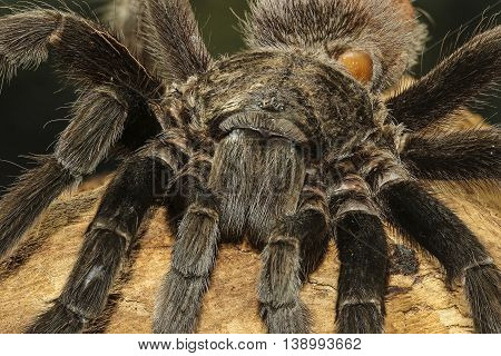 Closeup of creapy mexican black velvet tarantula
