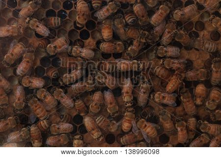 Honeybees, Apis mellifera, kept by a beekeeper for honey. The queen is marked by a white dot so that the keeper may track her.