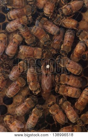 Honeybees, Apis mellifera, kept by a beekeeper for honey. The queen is marked by a white dot so that the keeper may track her.