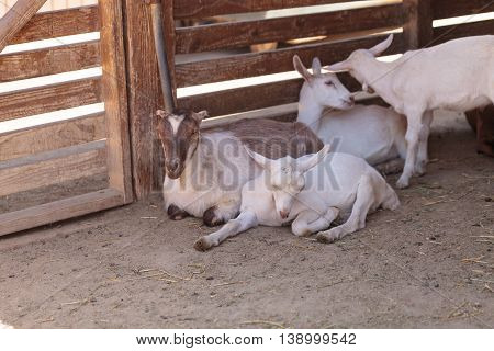Saanen Goat, Capra aegagrus hircus, in a barn on a small farm in summer.