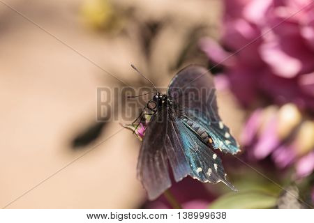 Spicebush swallowtail butterfly, Papilio troilus, is found in North America