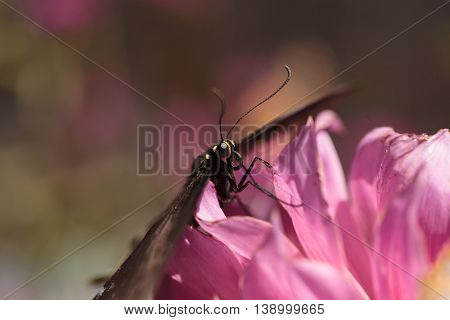 Spicebush swallowtail butterfly, Papilio troilus, is found in North America