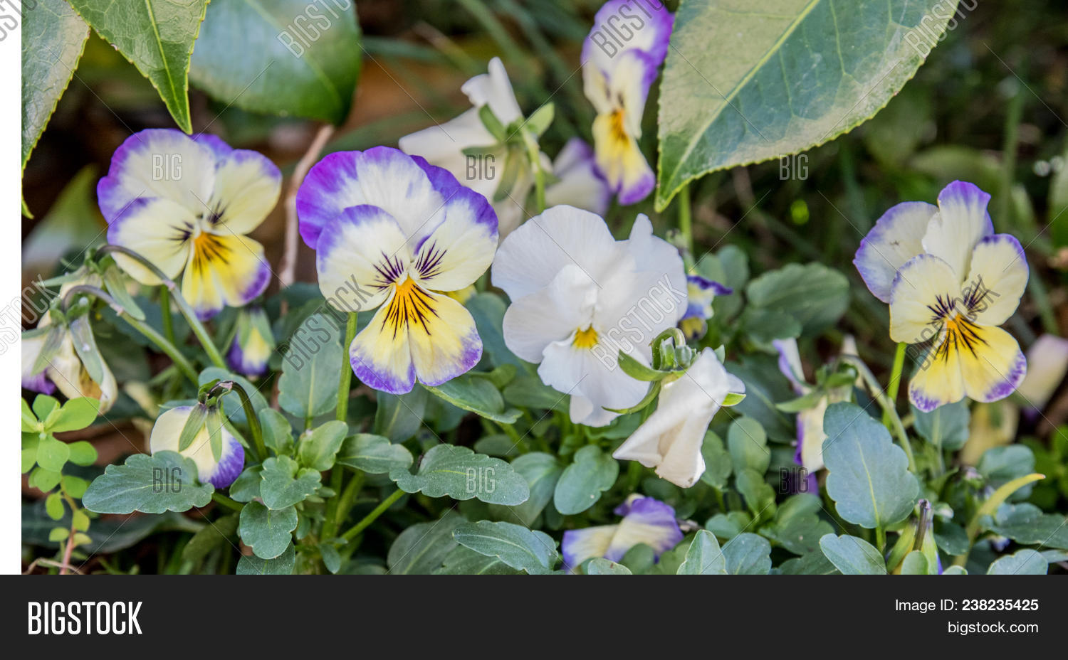 Bunch Pansy Flowers Image & Photo (Free Trial) Bigstock