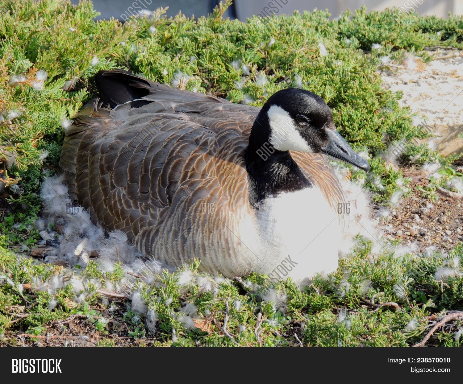 Canadian Goose Nesting Image & Photo (Free Trial) Bigstock