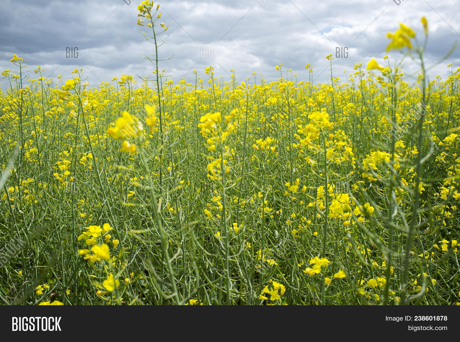 Rapeseed Plants Bloom Image & Photo (Free Trial) | Bigstock