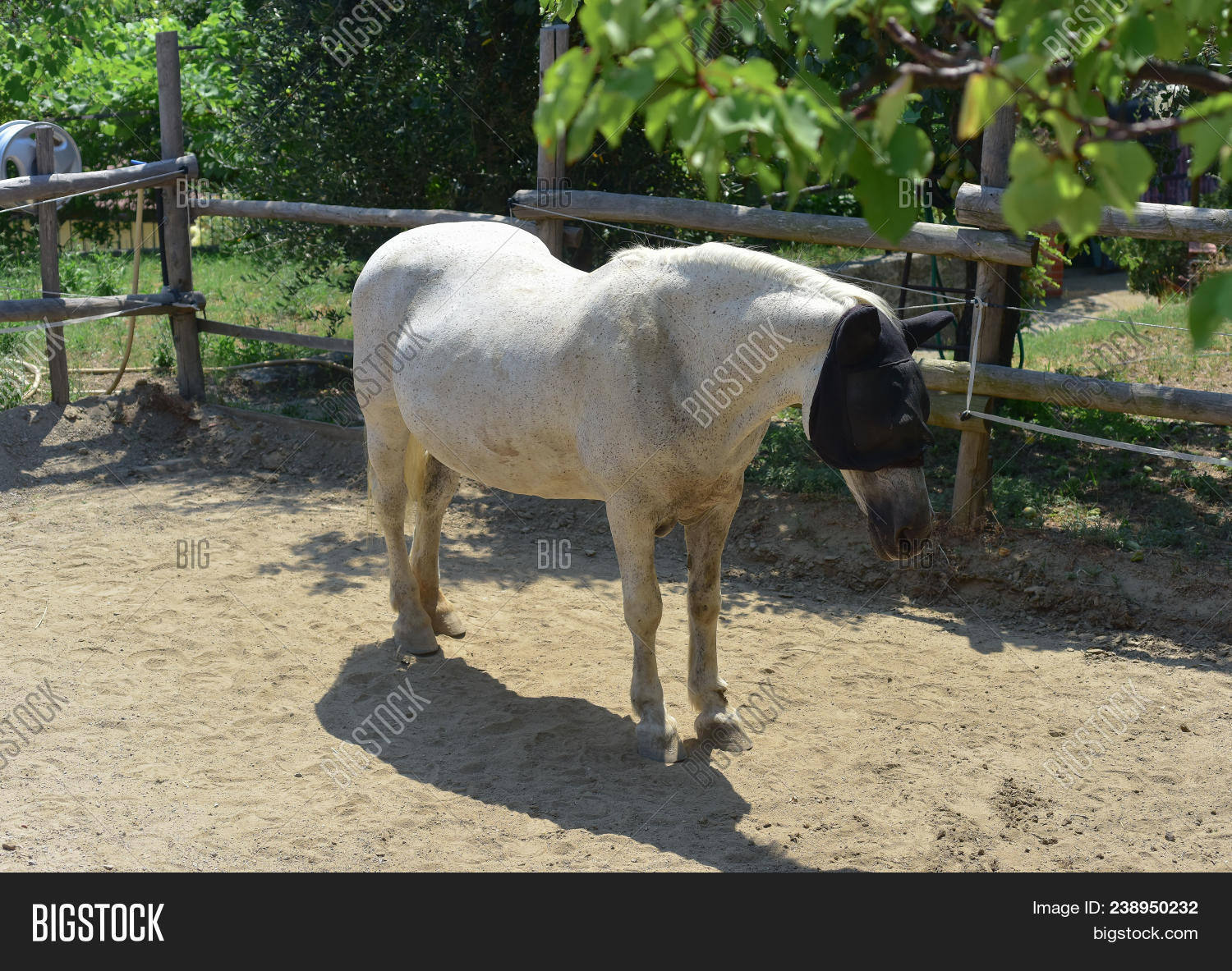 Horse Blinders On Farm Image & Photo (Free Trial) Bigstock