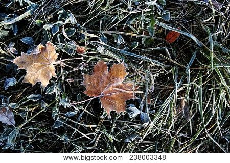 A Sheet Covered With Frost Or Radiation Frost. The Autumn Colors Are Red And Green With The Dust Of 