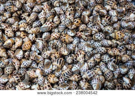 Fresh Raw Sweet Snail. Fresh Babylonia Areolata Background