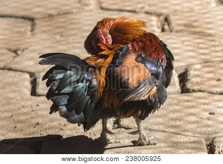 Rooster With Colored Feathers (gallus Lafayetii) Arranges Its Feathers.