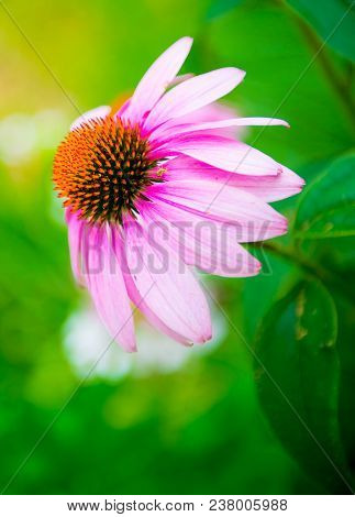 Pink Conhaed Flower In The Garden In Spring.